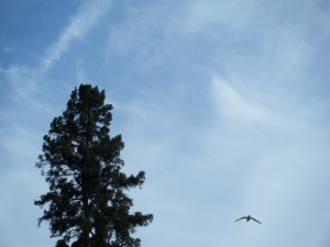 I was trying to get a good pic of a seagull and ended up with several pics of blank sky. Luckily, I got a few quality pics of seagulls and this is one of them.